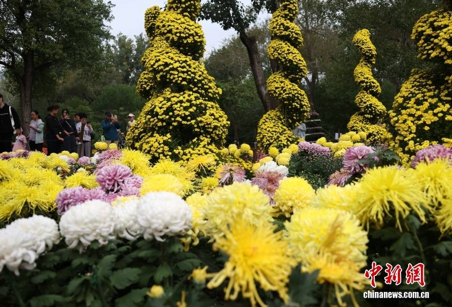 北京:游客漫步“菊海花田” 感受秋日盛景