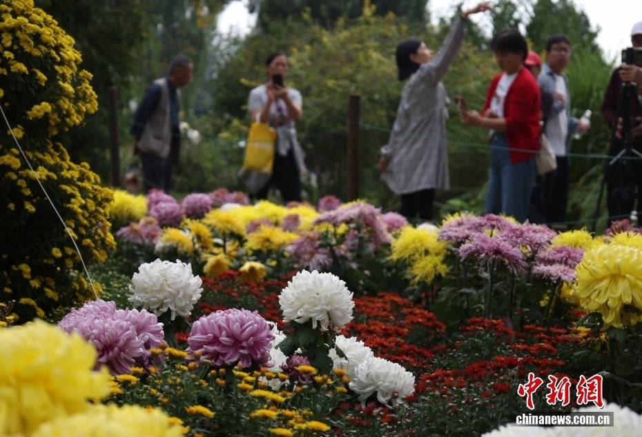 北京:游客漫步“菊海花田” 感受秋日盛景