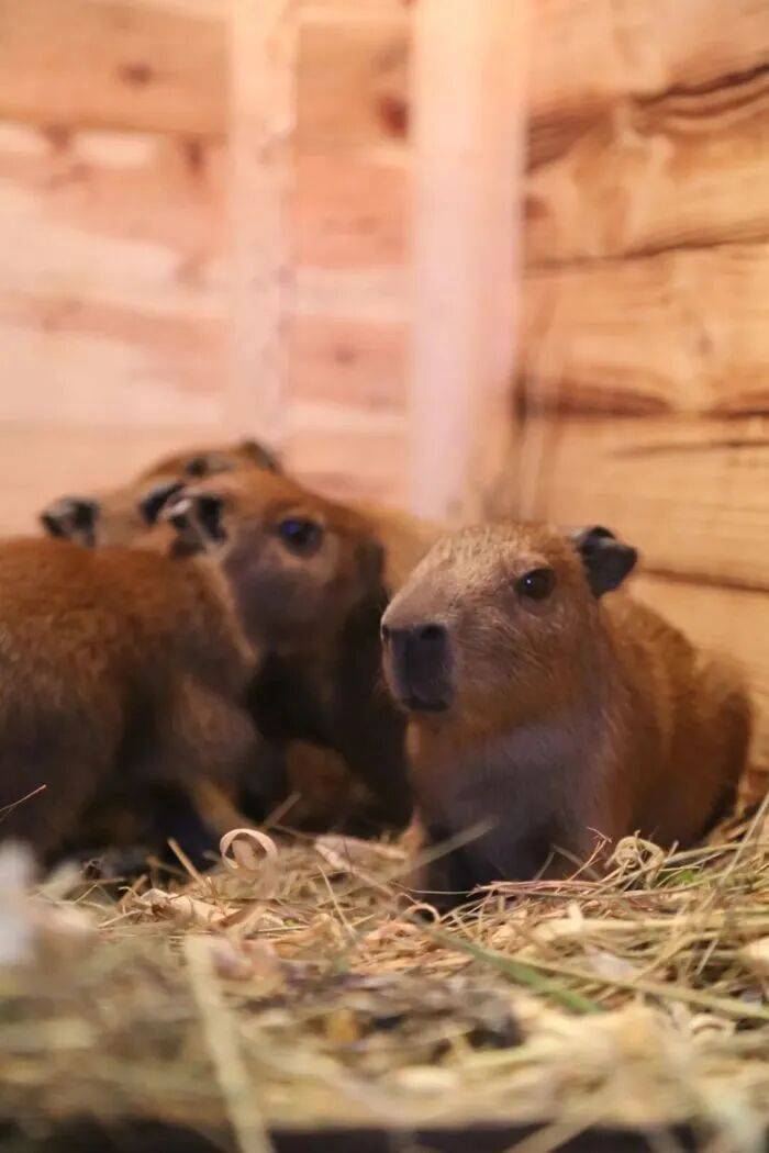出生1小时就能独立行走,济南动物园“果果”和“豚豚”的4只新生幼崽,周末和市民见面