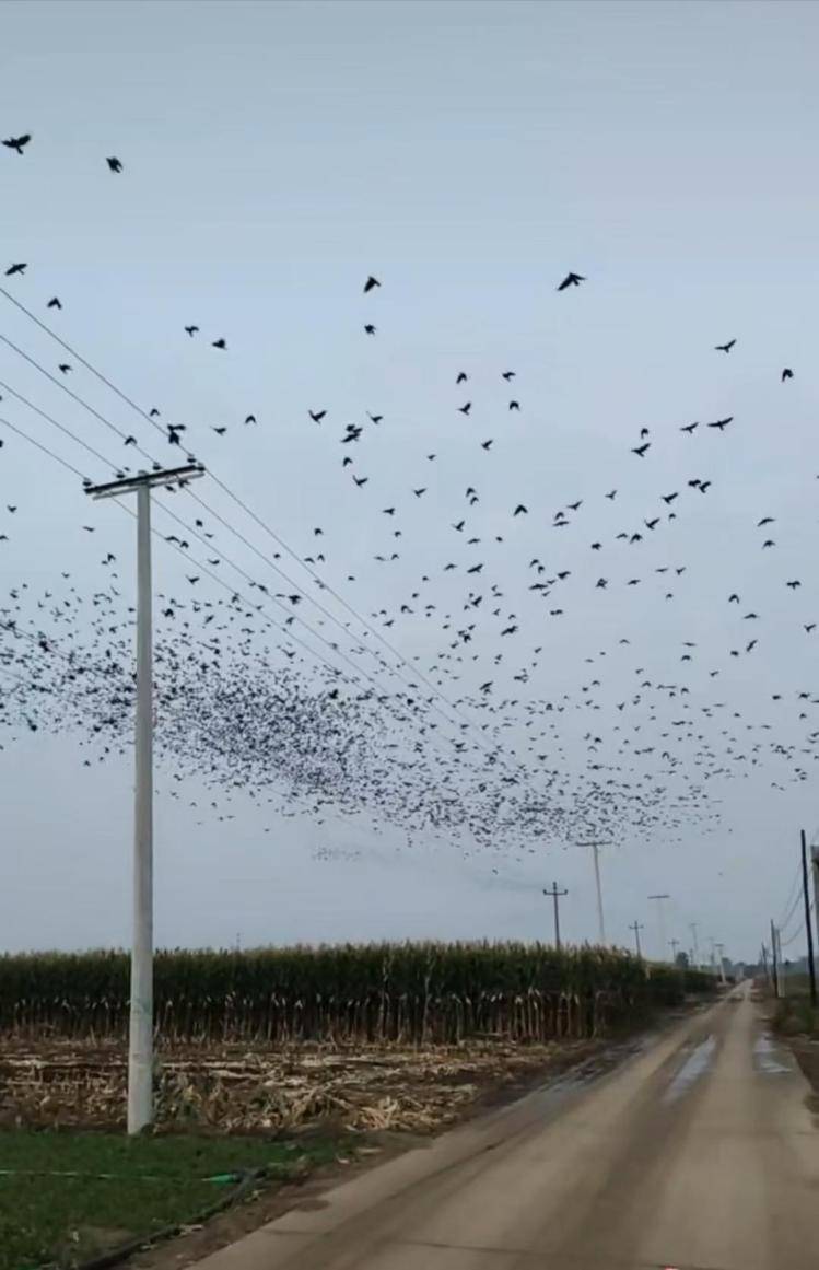 河北等多地天空现密集鸟群,网友担心是灾害预兆,当地称未收到相关预警,专家解读