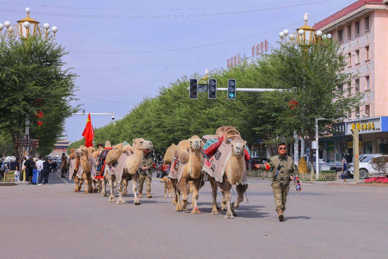 新疆20多人骑骆驼去洛阳，领队曾是当地网红文旅局长，已走60多天，曾遇12级大风